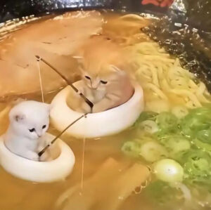 猫猫表情包