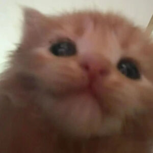猫猫表情包