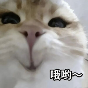 猫猫表情包