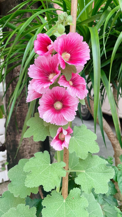 蜀葵