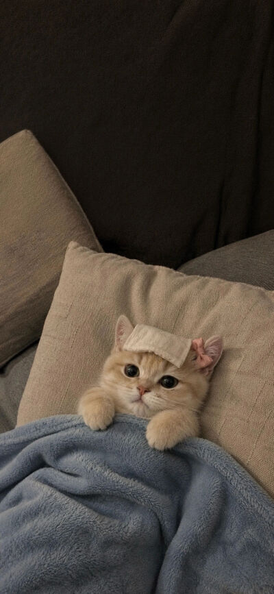 杂