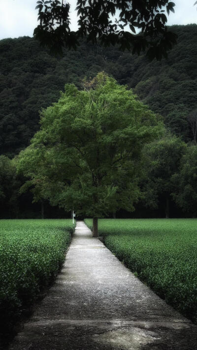 自