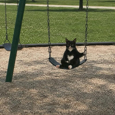 杂