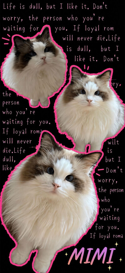 猫猫