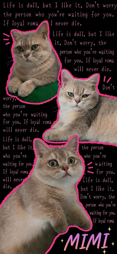 猫猫