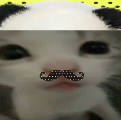 （＾ω＾）