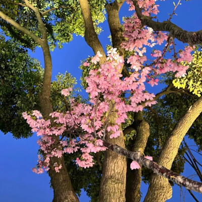 背景图
