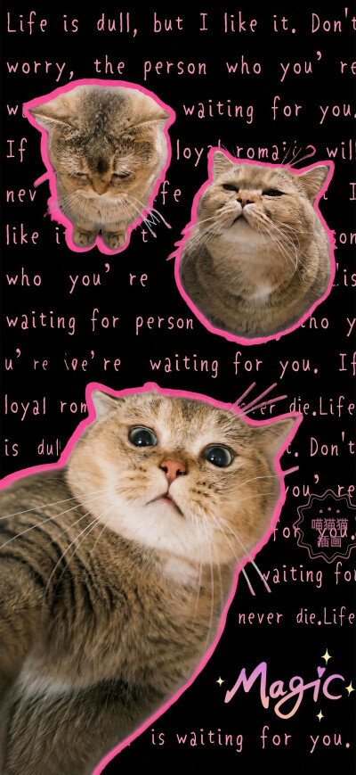 猫猫