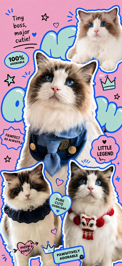 猫猫