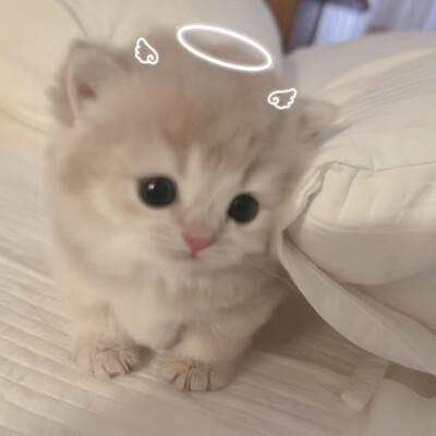 女头杂