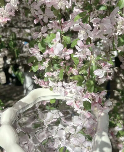 桜花雨