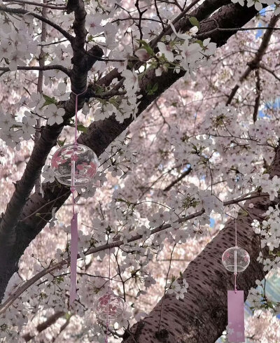 桜花雨