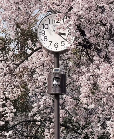 桜花雨