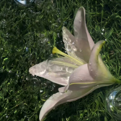 绿色系背景图 百合花背景图