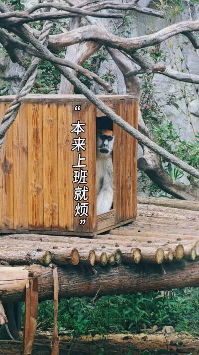 傻