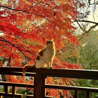 背景图