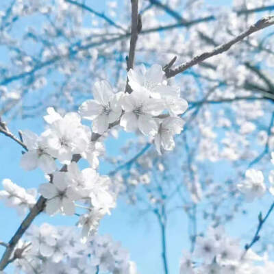 蓝色系