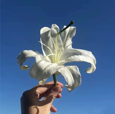 蓝色系背景图 百合花背景图