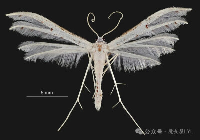 新西兰羽蛾（Pterophorus monospilalis）