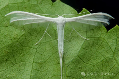Pterophorus niveodactyla