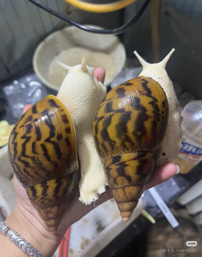 。