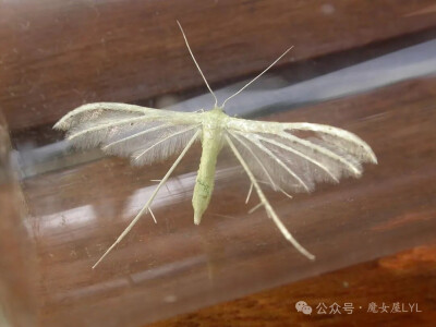 白翅翼蛾（Pterophorus albidus）