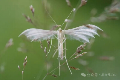 黑斑羽蛾（Pterophorus nigropunctatus）
