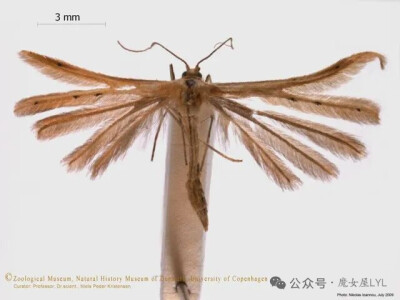 Pterophorua rhyparias