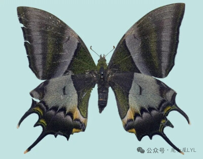 喙凤蝶 Teinopalpus imperialis
英文俗名：Kaiser-I-Hind
别名：皇喙凤蝶、金带喙凤蝶
