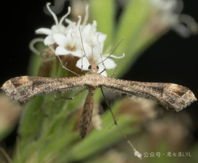 鱼草羽蛾（Stenoptilodes antirrhina）
