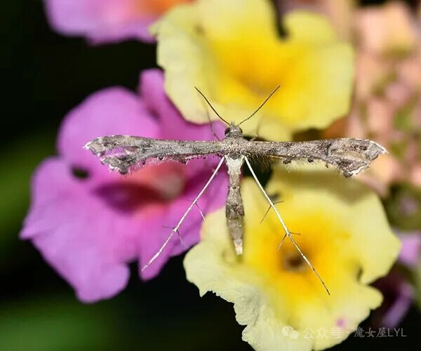 马缨丹羽蛾（Lantanophaga pusillidactyla）