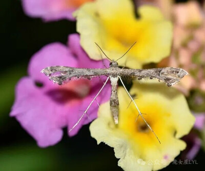 马缨丹羽蛾（Lantanophaga pusillidactyla）