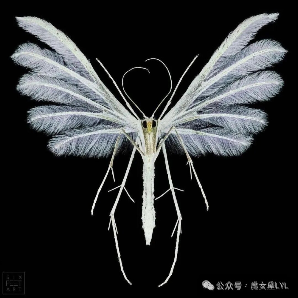 Pterophorus Pentadactyla 中文名是五指异型蝶或白羽蛾