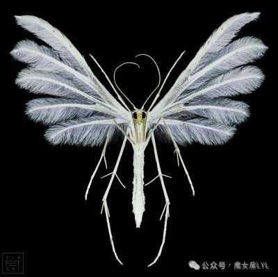 Pterophorus Pentadactyla 中文名是五指异型蝶或白羽蛾