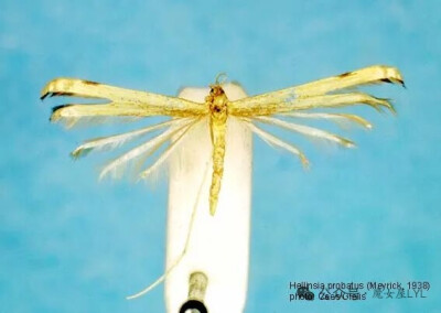Pterophorus leucadactylus