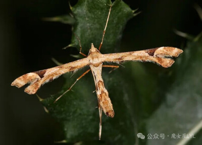 朝鲜蓟羽蛾（Platyptilia carduidactyla）