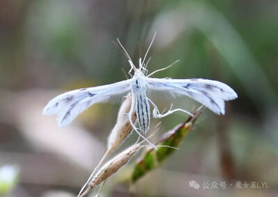 夏猎犬羽蛾（Wheeleria spilodactylus）