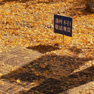 秋天背景图