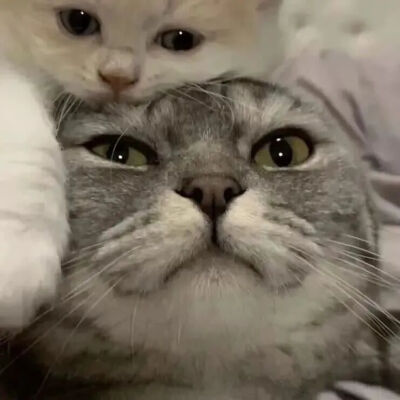 小猫情头