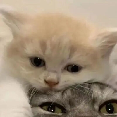 小猫情头