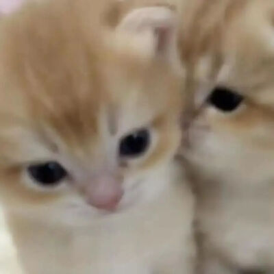 猫情头