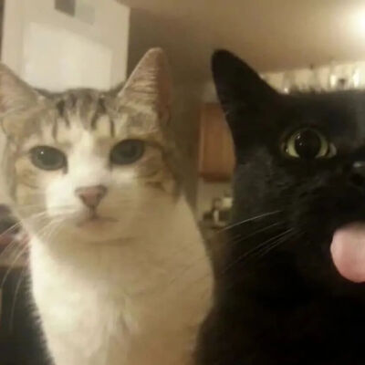 猫情头