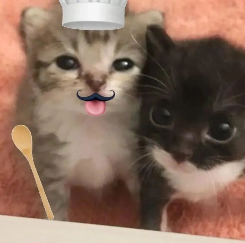 小猫情头