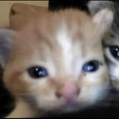 小猫情头