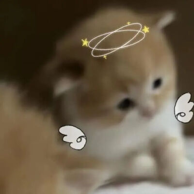 猫情头