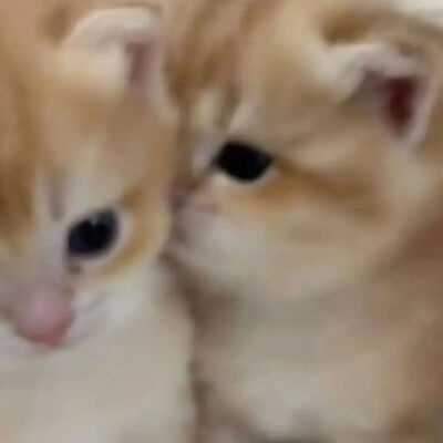 猫情头