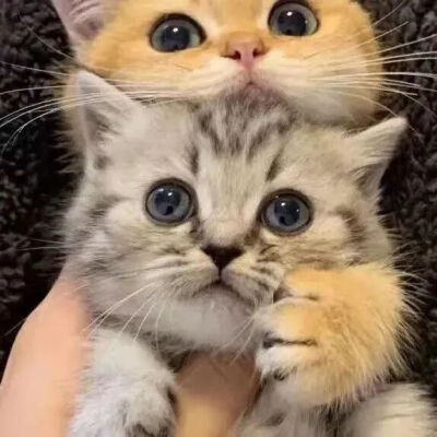 小猫情头
