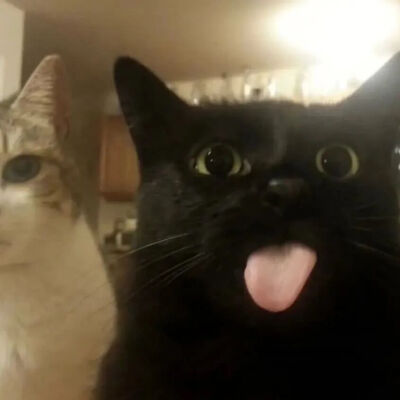 猫情头