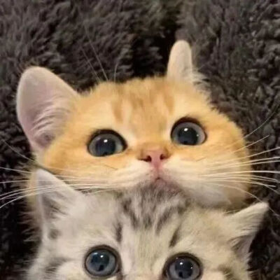 小猫情头