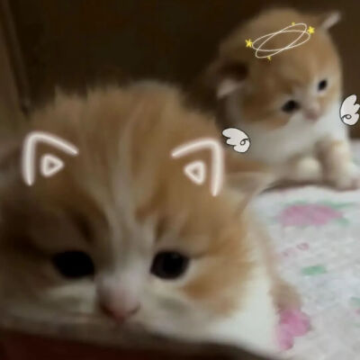 猫情头